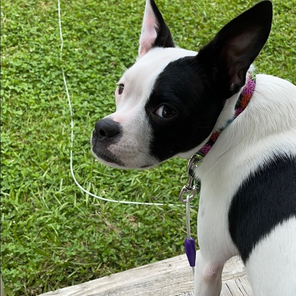 Meet your Posher, Glendon - Picture 1 of 1